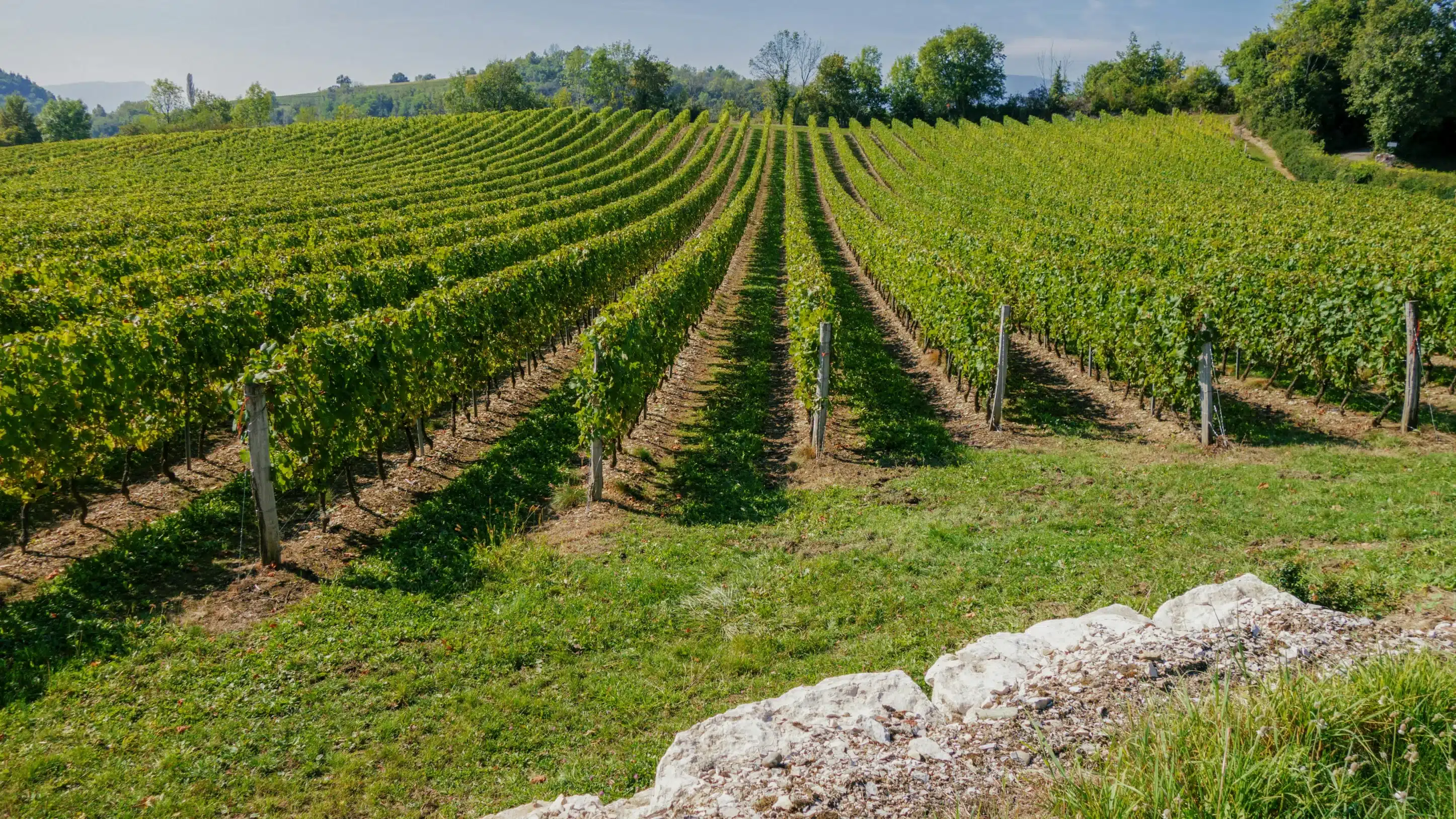 Les Meilleurs Vignobles de Bordeaux à Visiter avec Notre Service de Chauffeur Privé